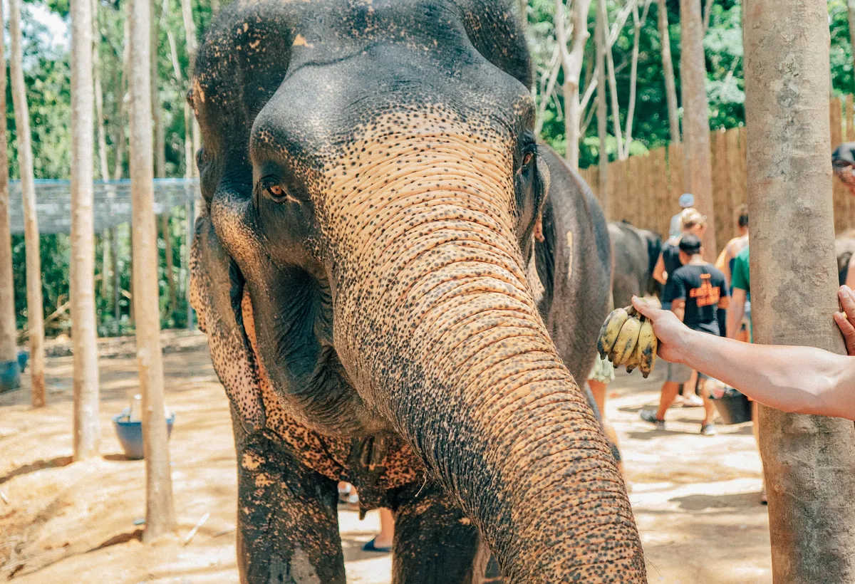 Słoń w etycznym sanktuarium na Phuket